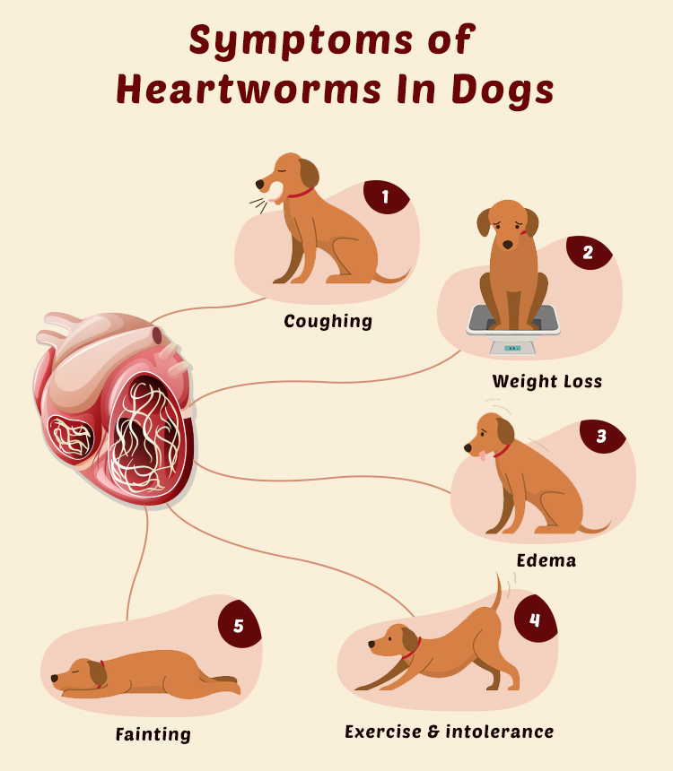 symptoms of heartworms in dogs